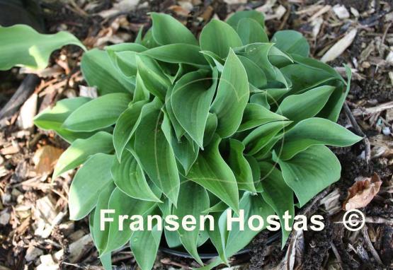 Hosta Pelham Blue Tump